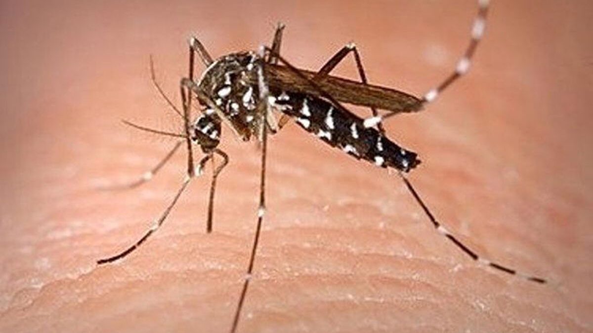 Detectan nuevos ejemplares de mosquito tigre en Canarias: ahora en Gran Canaria – Libertad Digital