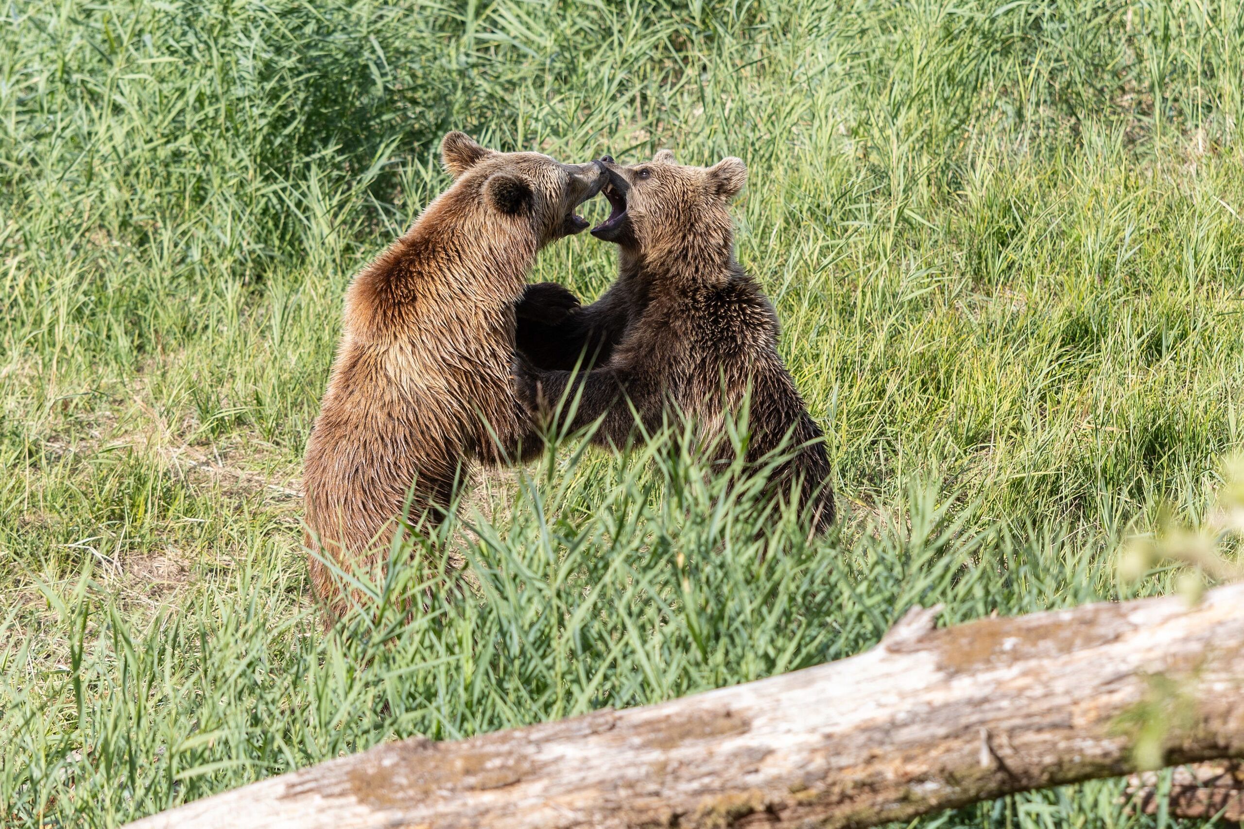 Terror en Rusia: al menos dos muertos y dos desaparecidos por ataques de osos en Siberia