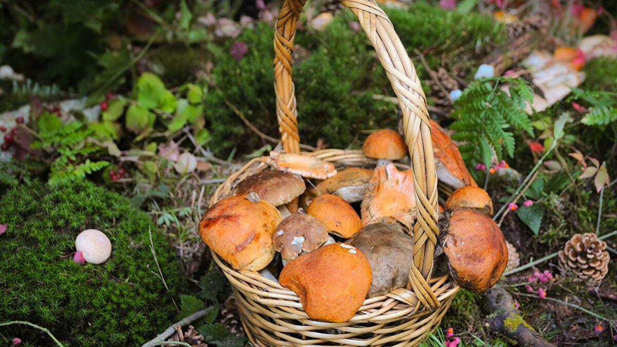Guía para buscar setas este otoño: mejores zonas, permisos y consejos de recolección