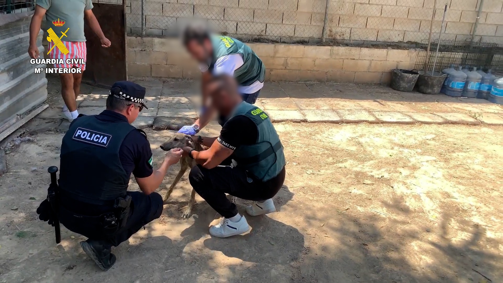 Cae una banda en Sevilla por robar ocho galgos federados y arrancarles el microchip