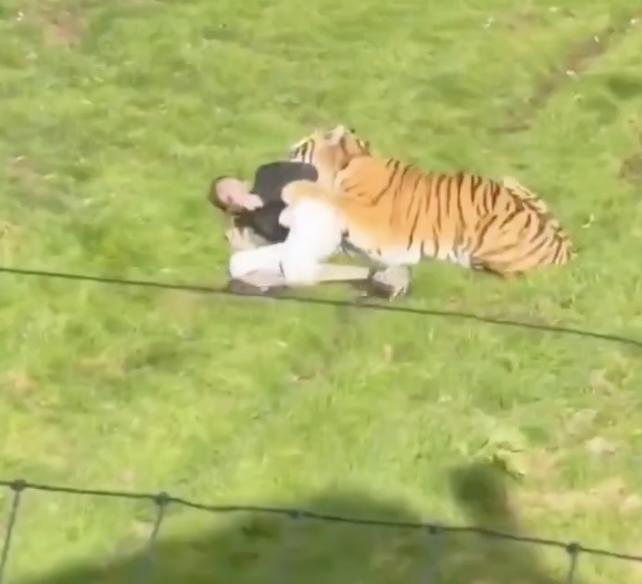 Muere un hombre atacado por un tigre en un zoo de Reino Unido