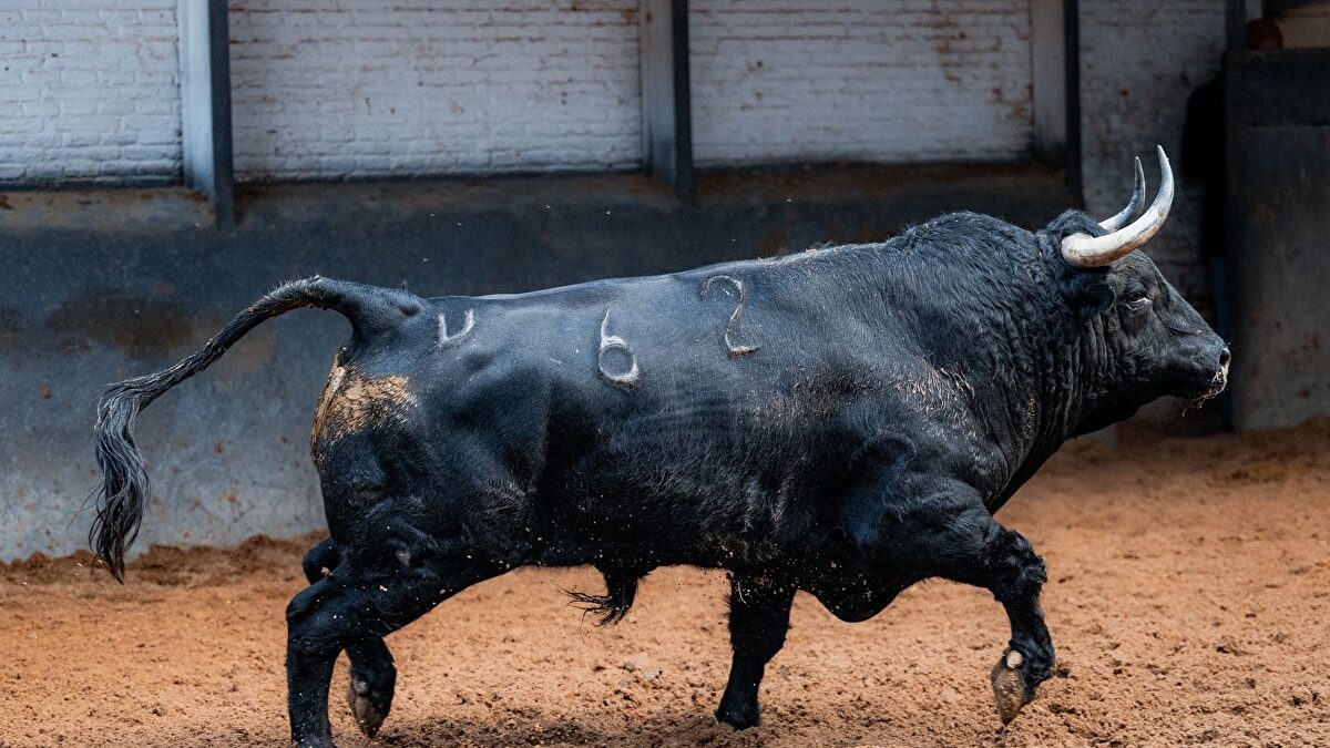 Siciliano , el toro con el que Morante de la Puebla regresa a Las Ventas en la Corrida de la Hispanidad