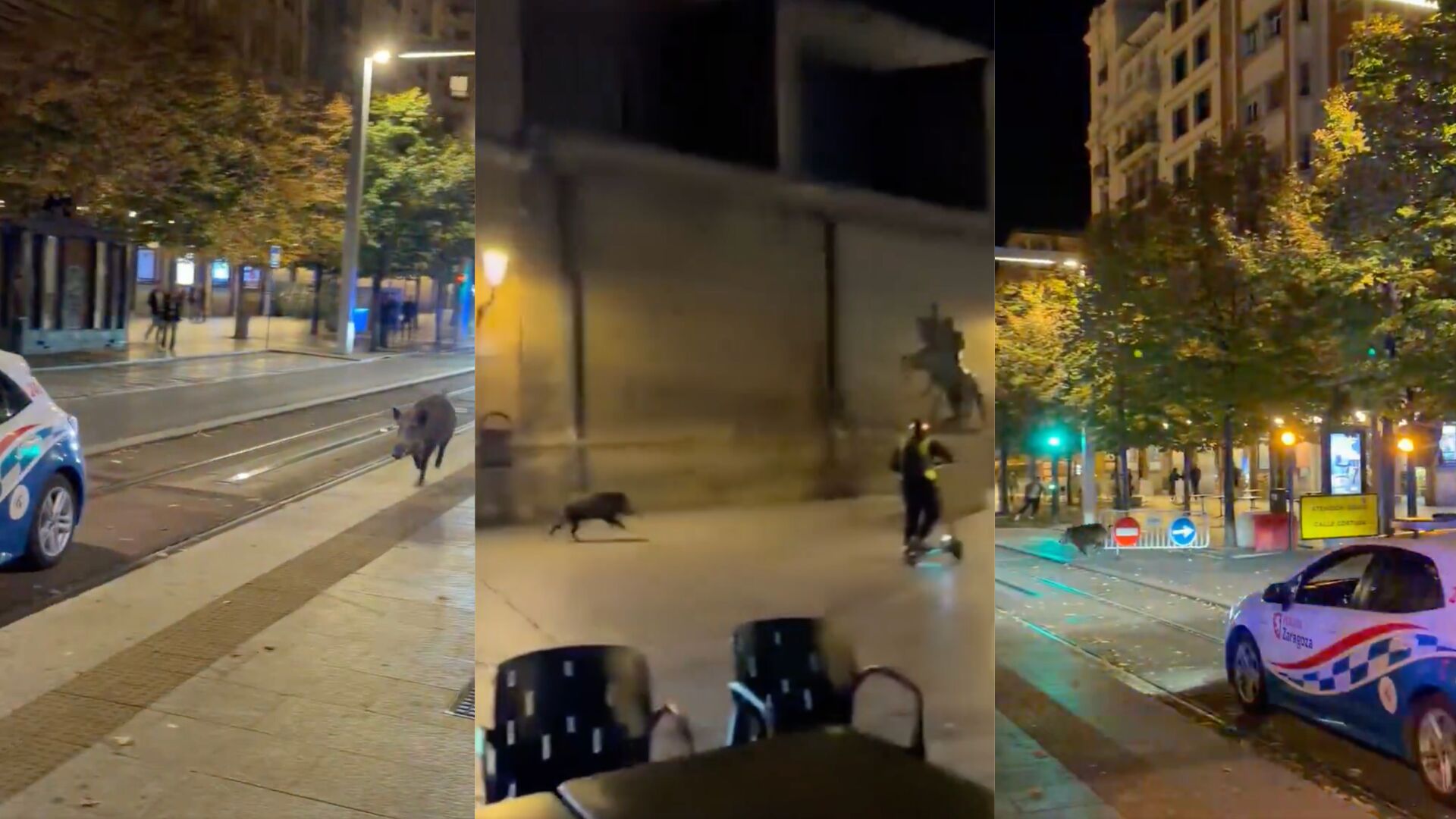 Un jabalí siembra el pánico en Zaragoza y embiste a una mujer en un local de ocio
