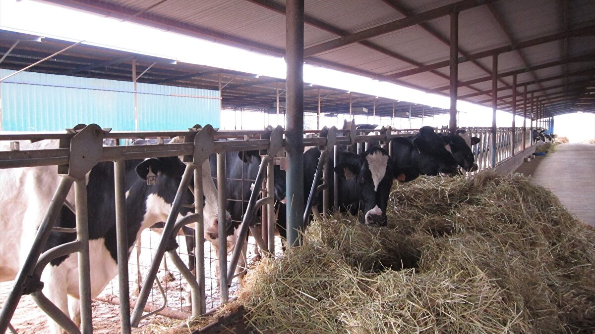 Detectado el virus Shamonda en vacas de Guipúzcoa tras los primeros focos en otras seis provincias