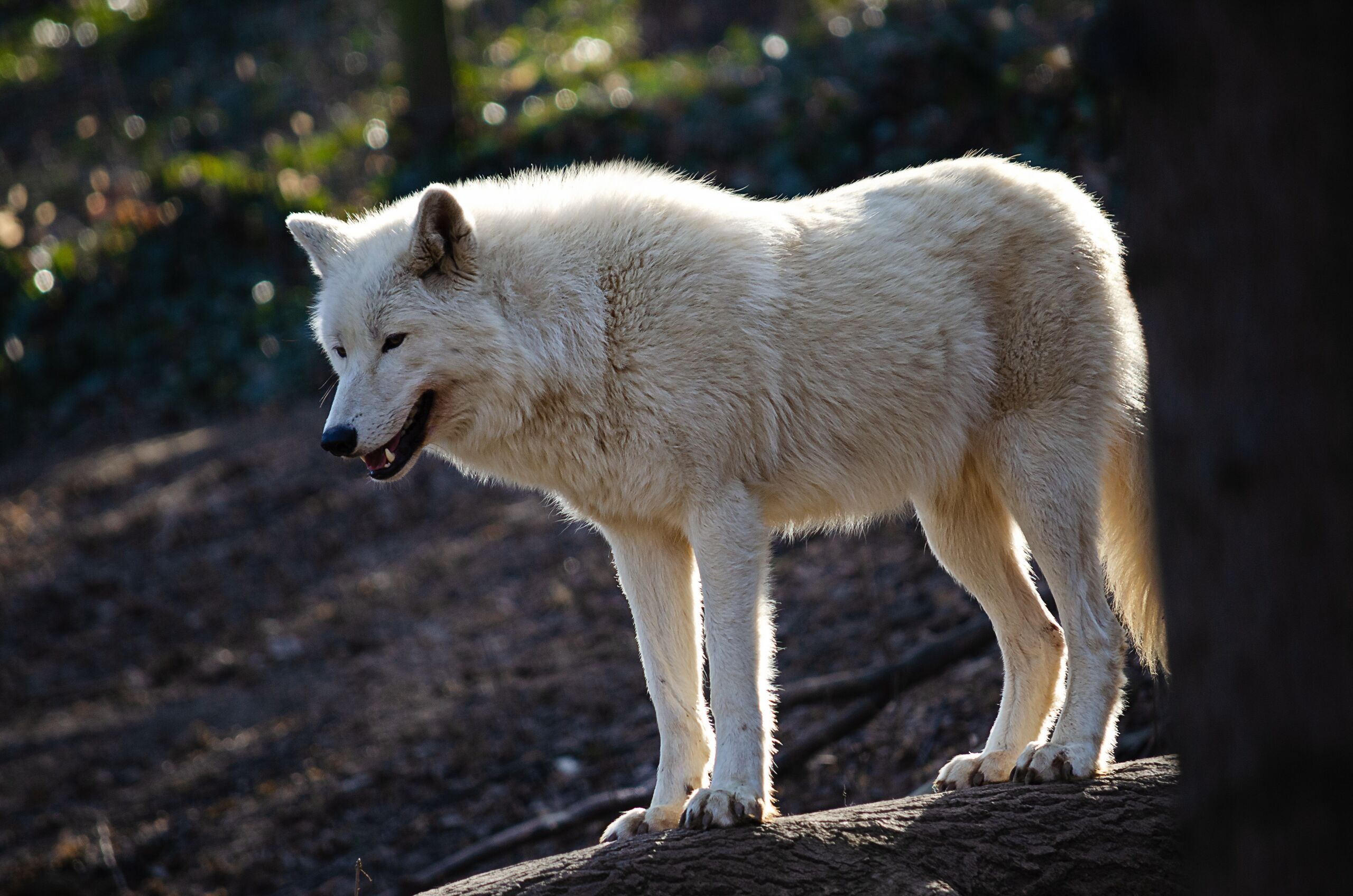Un lobo ataca a una niña de 8 años en un parque de Alemania y la deja gravemente herida